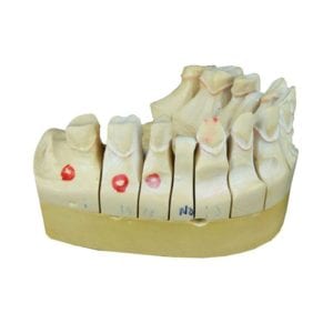dental photography