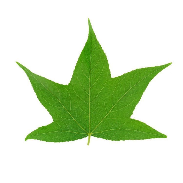 green leaf detail veins